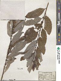 Salix discolor image