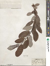 Salix discolor image