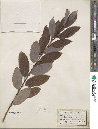 Salix discolor image