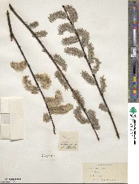 Salix discolor image