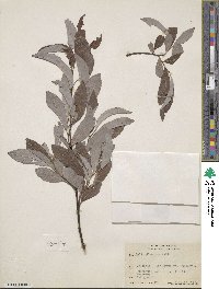 Salix discolor image