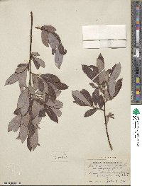 Salix discolor image