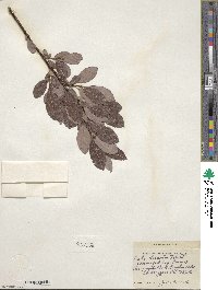 Salix discolor image