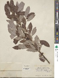 Salix discolor image