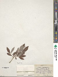 Salix discolor image