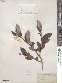 Salix discolor image