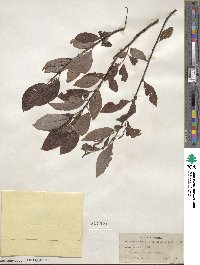 Salix discolor image