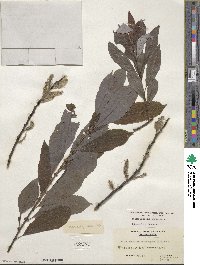 Salix discolor image