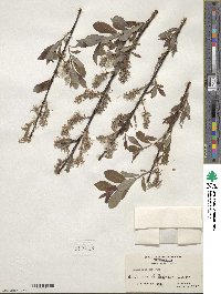 Salix discolor image