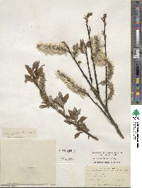 Salix discolor image