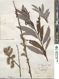 Salix discolor image