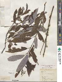 Salix discolor image