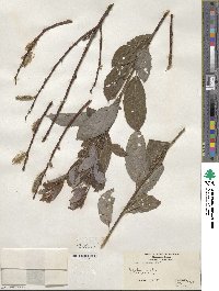 Salix discolor image