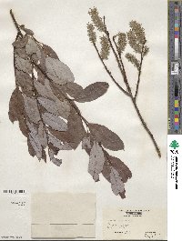 Salix discolor image