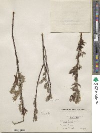 Salix discolor image