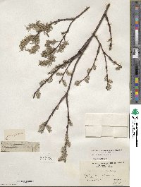 Salix discolor image