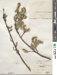 Salix discolor image