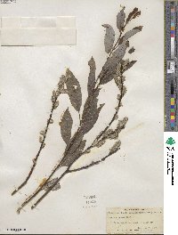 Salix discolor image