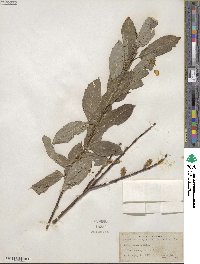 Salix discolor image