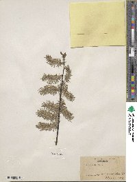 Salix discolor image