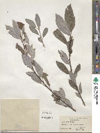 Salix discolor image