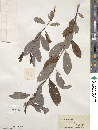 Salix discolor image