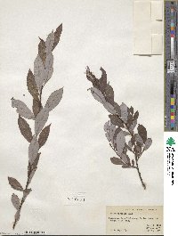 Salix discolor image