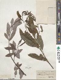 Salix discolor image