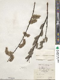 Salix discolor image