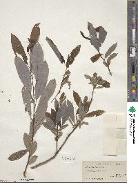 Salix discolor image