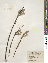 Salix discolor image