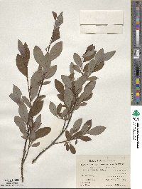 Salix discolor image