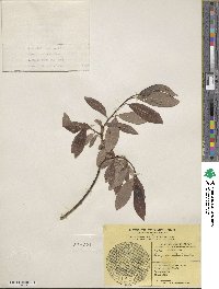 Salix discolor image