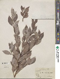 Salix discolor image