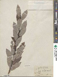 Salix discolor image