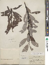 Salix discolor image