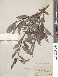 Salix discolor image