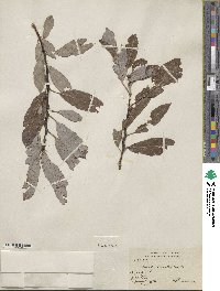 Salix discolor image