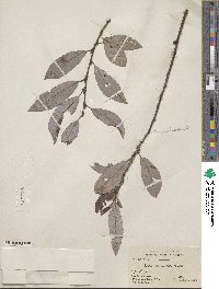 Salix discolor image