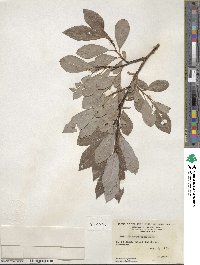 Salix discolor image