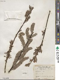 Salix discolor image