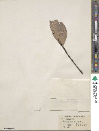 Salix discolor image