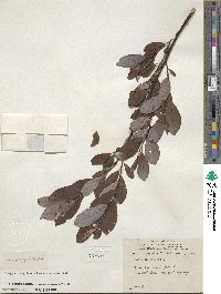 Salix discolor image