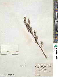 Salix discolor image