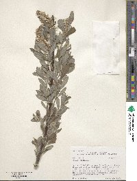 Salix discolor image