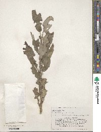 Salix discolor image