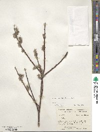 Salix discolor image