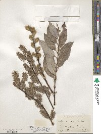 Salix discolor image