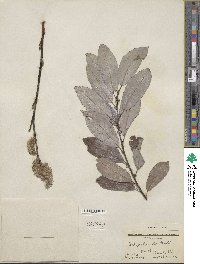 Salix discolor image