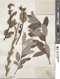 Salix discolor image